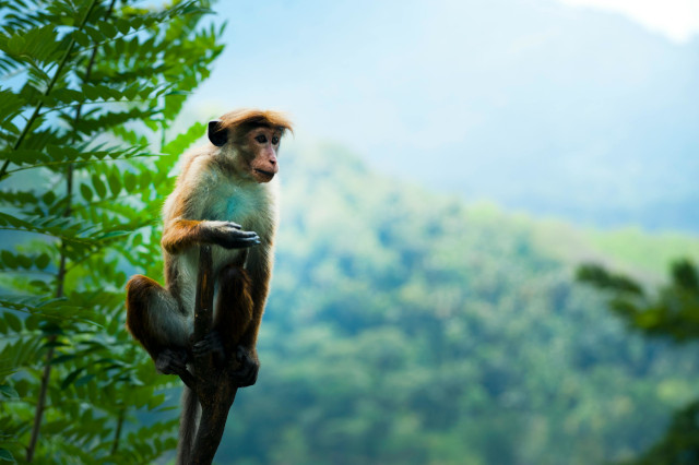 ล – ลิง monkey